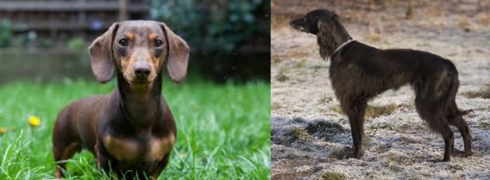 Taigan vs Miniature Dachshund - Breed Comparison