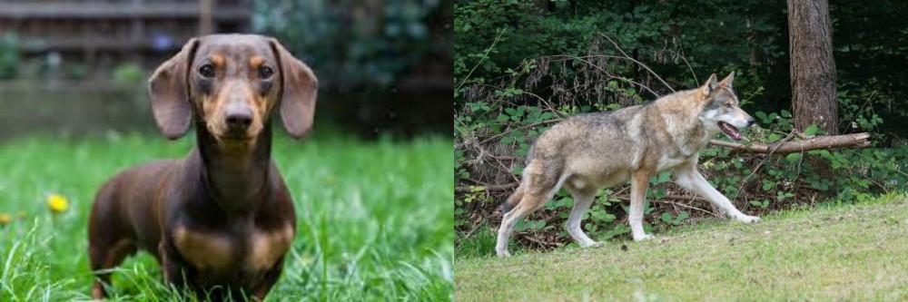 Tamaskan vs Miniature Dachshund - Breed Comparison