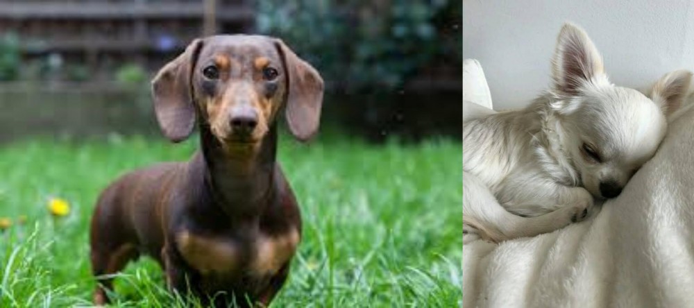Tea Cup Chihuahua vs Miniature Dachshund - Breed Comparison