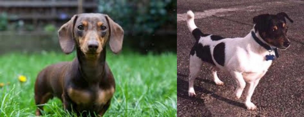 Teddy Roosevelt Terrier vs Miniature Dachshund - Breed Comparison