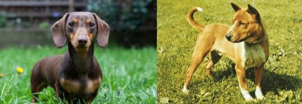 Telomian vs Miniature Dachshund - Breed Comparison