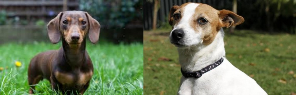 Tenterfield Terrier vs Miniature Dachshund - Breed Comparison