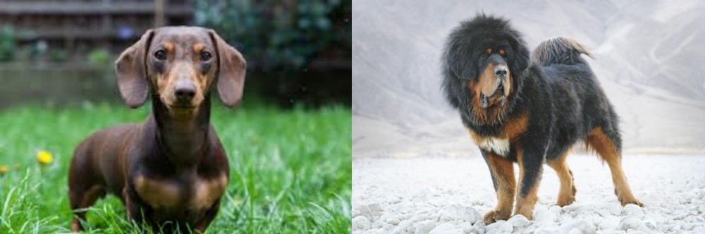 Tibetan Mastiff vs Miniature Dachshund - Breed Comparison
