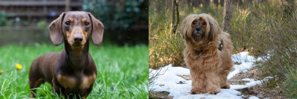 Tibetan Terrier vs Miniature Dachshund - Breed Comparison