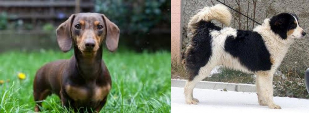 Tornjak vs Miniature Dachshund - Breed Comparison