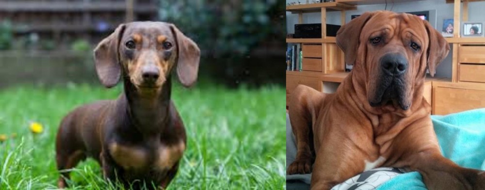 Tosa vs Miniature Dachshund - Breed Comparison