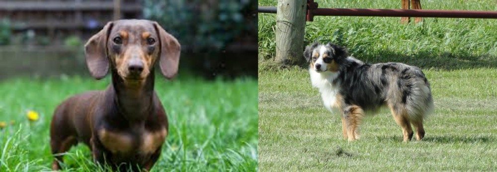 Toy Australian Shepherd vs Miniature Dachshund - Breed Comparison
