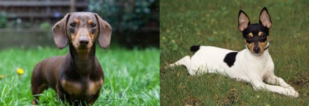 Toy Fox Terrier vs Miniature Dachshund - Breed Comparison