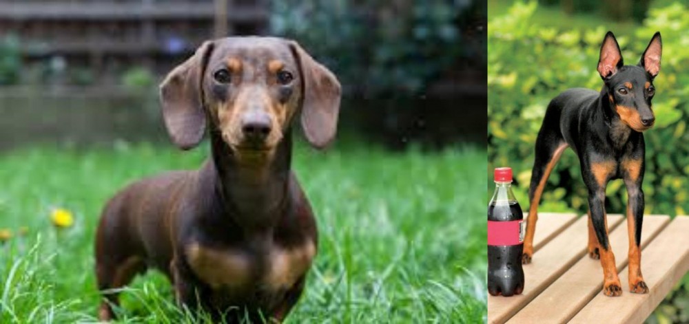 Toy Manchester Terrier vs Miniature Dachshund - Breed Comparison