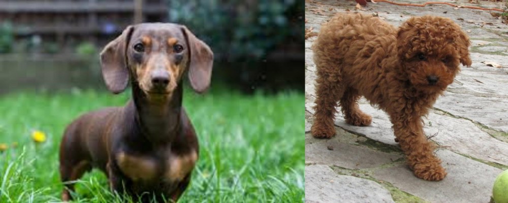 Toy Poodle vs Miniature Dachshund - Breed Comparison