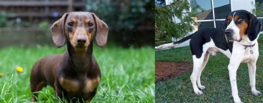 Treeing Walker Coonhound vs Miniature Dachshund - Breed Comparison