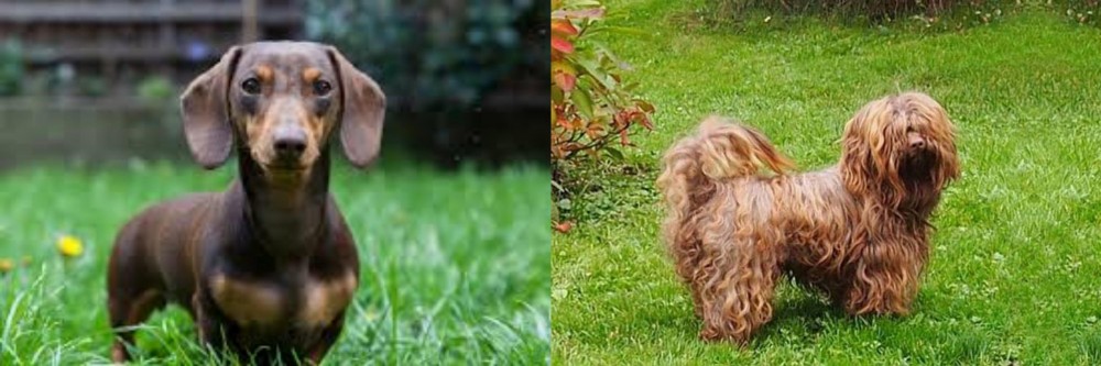 Tsvetnaya Bolonka vs Miniature Dachshund - Breed Comparison