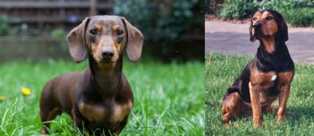 Tyrolean Hound vs Miniature Dachshund - Breed Comparison