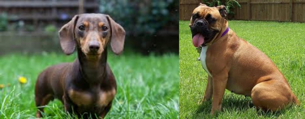 Valley Bulldog vs Miniature Dachshund - Breed Comparison