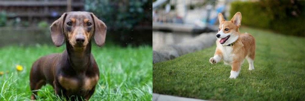 Welsh Corgi vs Miniature Dachshund - Breed Comparison