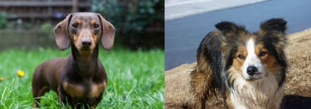 Welsh Sheepdog vs Miniature Dachshund - Breed Comparison