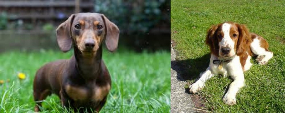 Welsh Springer Spaniel vs Miniature Dachshund - Breed Comparison