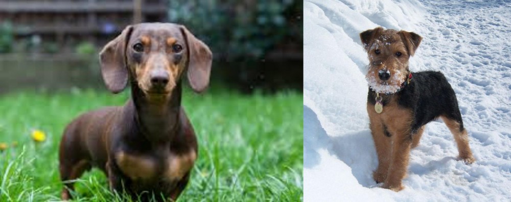 Welsh Terrier vs Miniature Dachshund - Breed Comparison