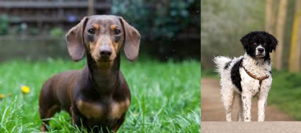 Wetterhoun vs Miniature Dachshund - Breed Comparison