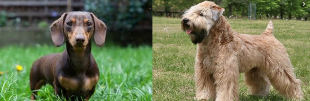 Wheaten Terrier vs Miniature Dachshund - Breed Comparison