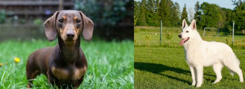 White Shepherd vs Miniature Dachshund - Breed Comparison