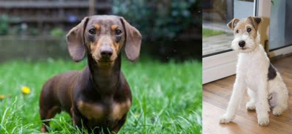 Wire Fox Terrier vs Miniature Dachshund - Breed Comparison
