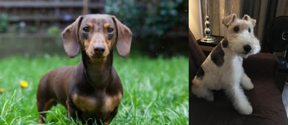 Wire Haired Fox Terrier vs Miniature Dachshund - Breed Comparison