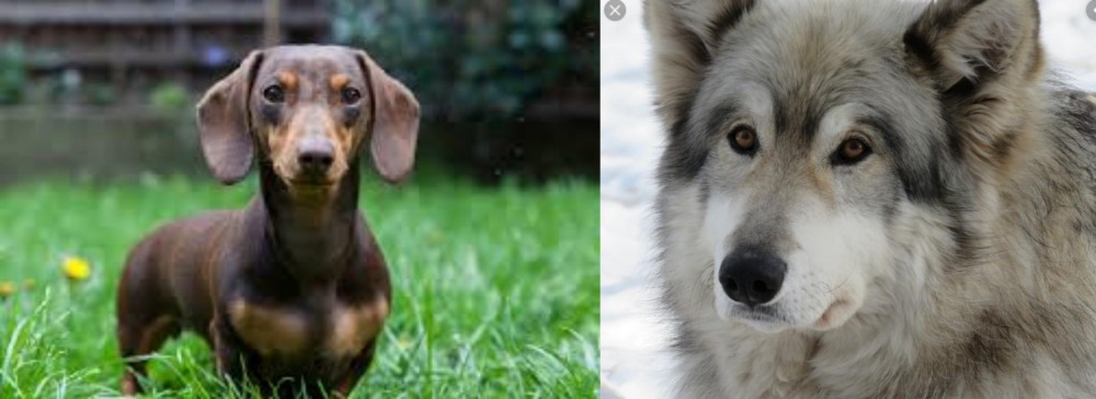 Wolfdog vs Miniature Dachshund - Breed Comparison