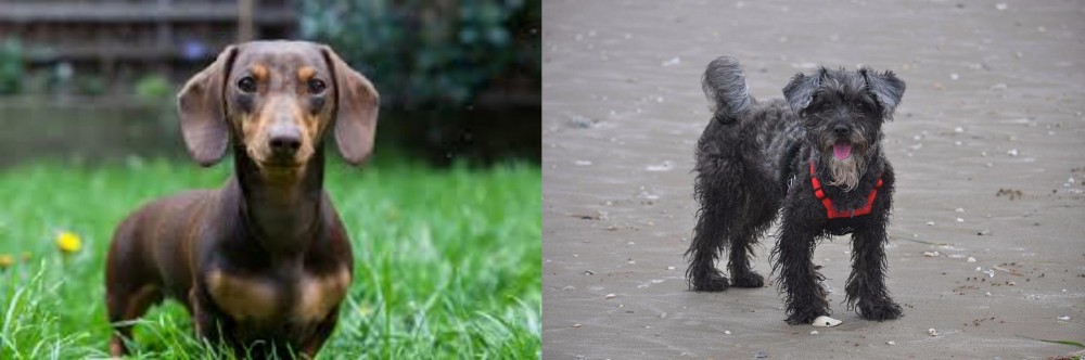 YorkiePoo vs Miniature Dachshund - Breed Comparison