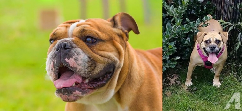 Beabull vs Miniature English Bulldog - Breed Comparison