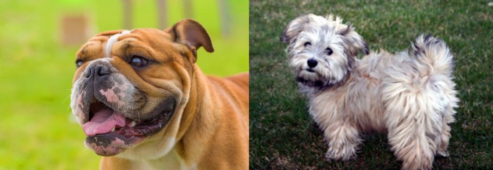 Havapoo vs Miniature English Bulldog - Breed Comparison