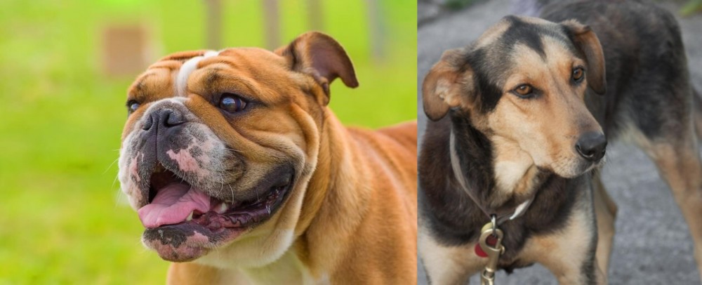Huntaway vs Miniature English Bulldog - Breed Comparison