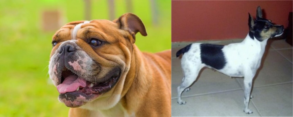Miniature Fox Terrier vs Miniature English Bulldog - Breed Comparison