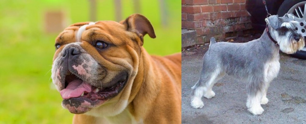 Miniature Schnauzer vs Miniature English Bulldog - Breed Comparison