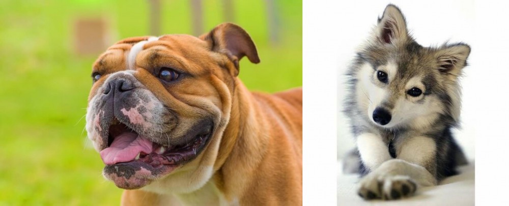 Miniature Siberian Husky vs Miniature English Bulldog - Breed Comparison