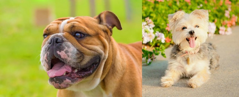 Morkie vs Miniature English Bulldog - Breed Comparison