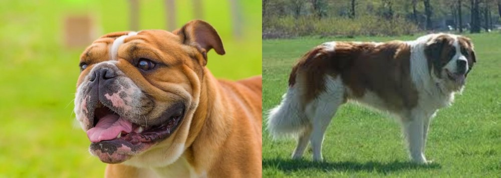 Moscow Watchdog vs Miniature English Bulldog - Breed Comparison