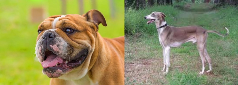 Mudhol Hound vs Miniature English Bulldog - Breed Comparison