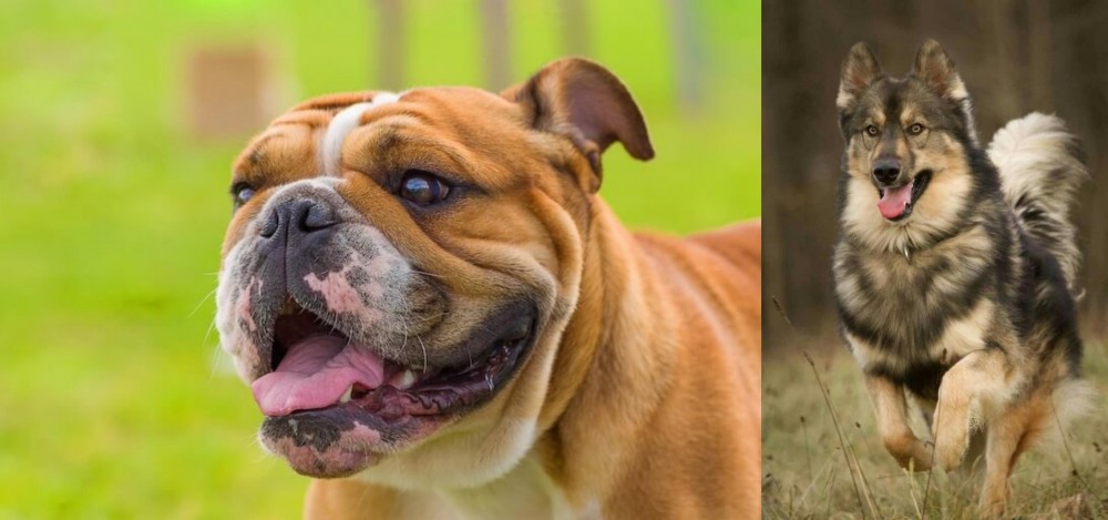 Native American Indian Dog vs Miniature English Bulldog - Breed Comparison