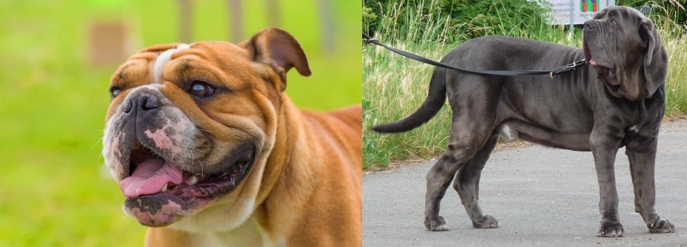 Neapolitan Mastiff vs Miniature English Bulldog - Breed Comparison