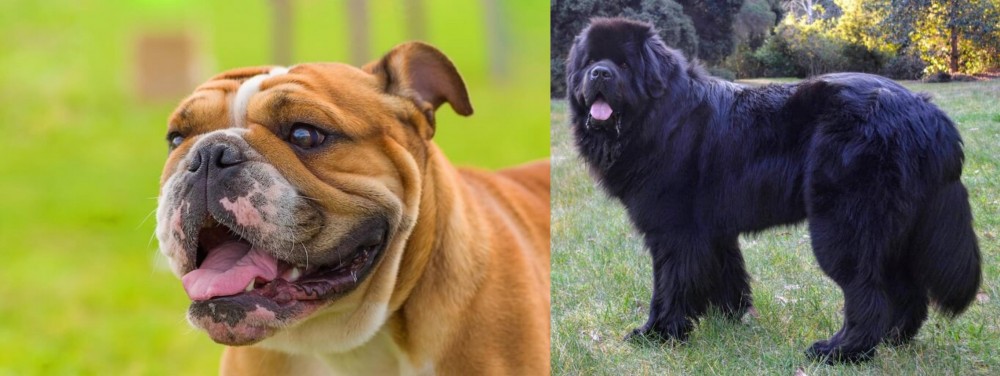 Newfoundland Dog vs Miniature English Bulldog - Breed Comparison