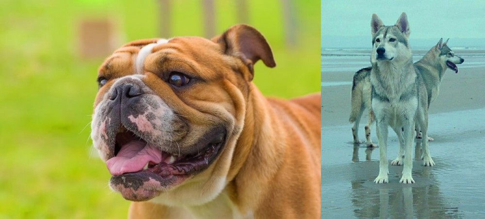 Northern Inuit Dog vs Miniature English Bulldog - Breed Comparison