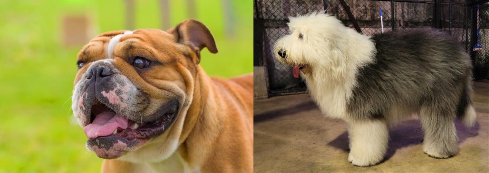 Old English Sheepdog vs Miniature English Bulldog - Breed Comparison