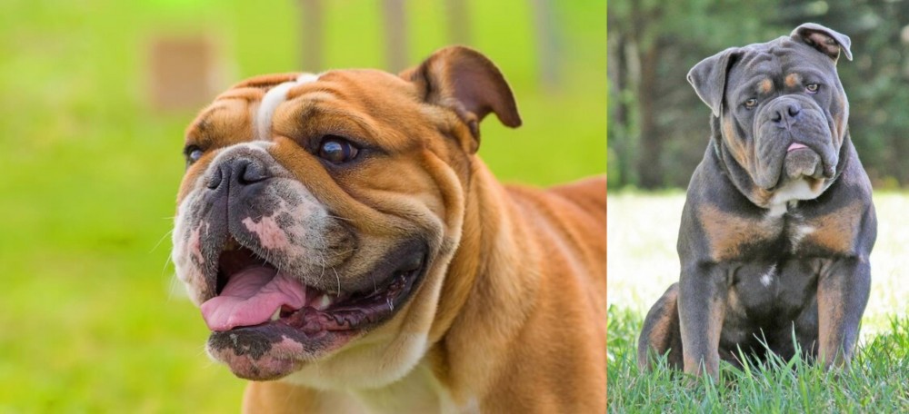Olde English Bulldogge vs Miniature English Bulldog - Breed Comparison