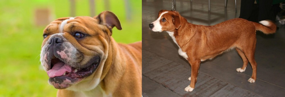 Osterreichischer Kurzhaariger Pinscher vs Miniature English Bulldog - Breed Comparison