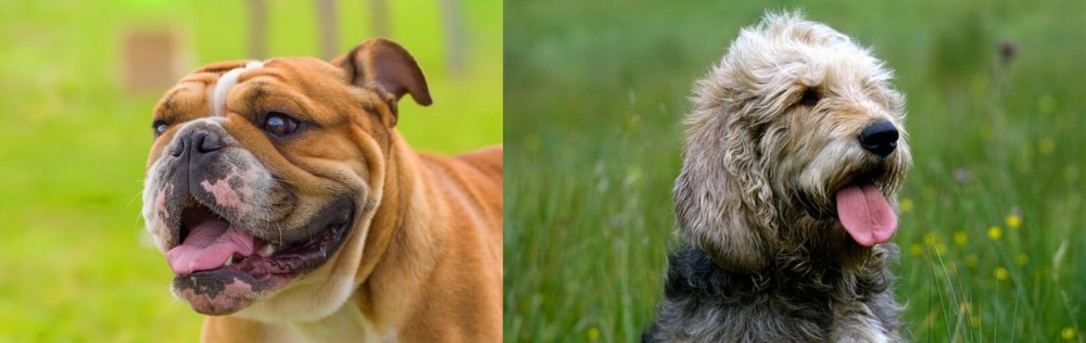 Otterhound vs Miniature English Bulldog - Breed Comparison