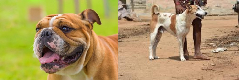 Pandikona vs Miniature English Bulldog - Breed Comparison