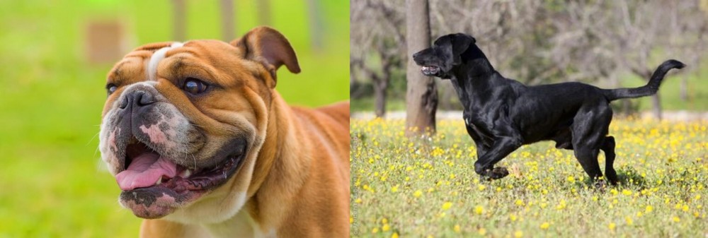 Perro de Pastor Mallorquin vs Miniature English Bulldog - Breed Comparison