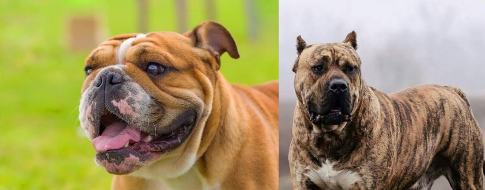 Perro de Presa Canario vs Miniature English Bulldog - Breed Comparison