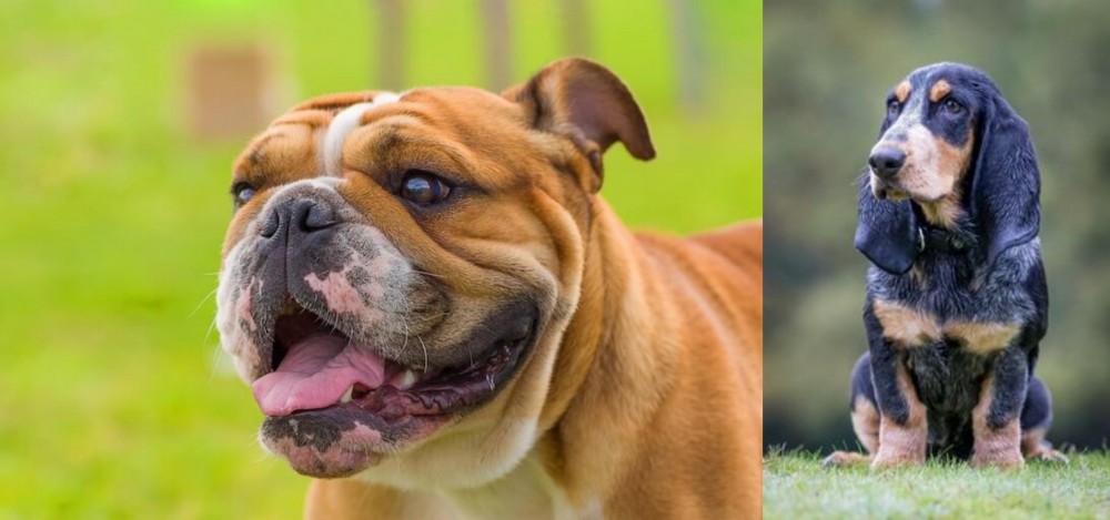 Petit Bleu de Gascogne vs Miniature English Bulldog - Breed Comparison